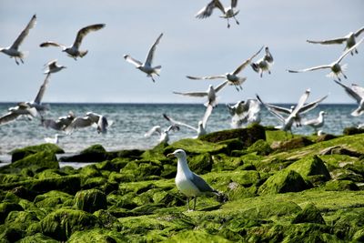 Westerland strand, sylt, germany.