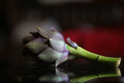 Close-up of rose bud