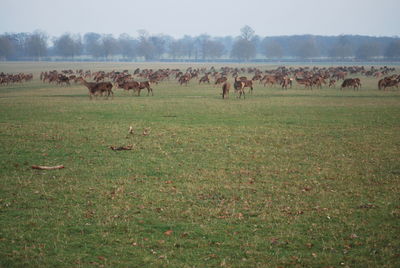 Cows grazing on field