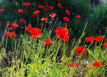 Close-up of red poppy flowers