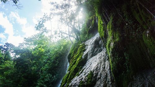 Scenic view of waterfall in forest