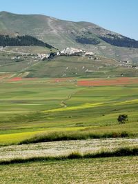 Scenic view of agricultural field against sky