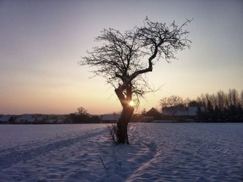 Bare trees on snow covered field at sunset