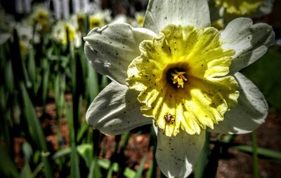 Close-up of yellow flower blooming outdoors