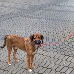 Portrait of dog standing on cobblestone