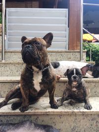 Portrait of dog sitting on outdoors