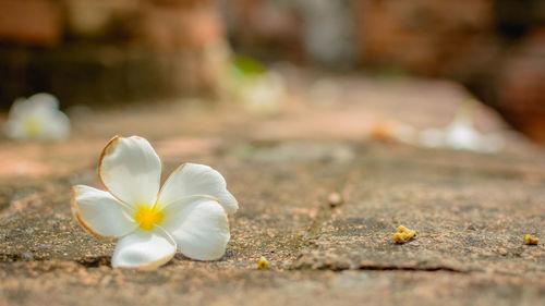 Close-up of white flowering plant