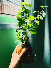 Close-up of hand holding plant