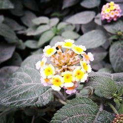 Close-up of yellow flower
