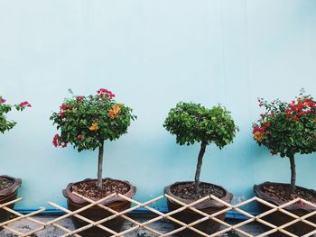 Potted plant against wall and trees against sky