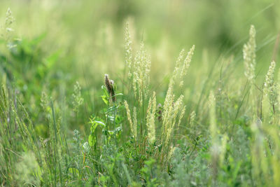 Wheat growing on field