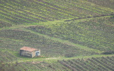 Scenic view of agricultural field