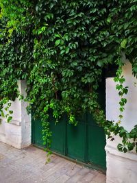 Ivy growing on building