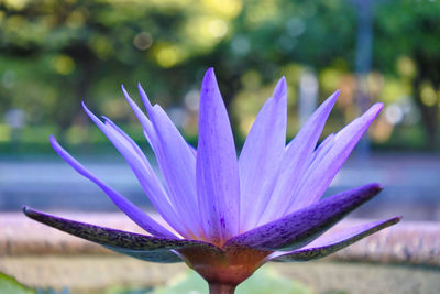 Close-up of purple crocus flower