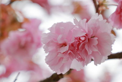 Close-up of pink cherry blossoms