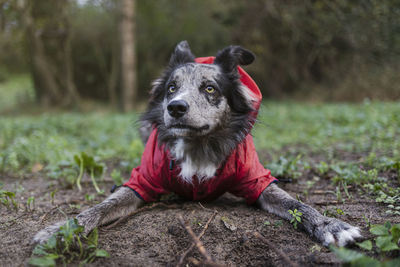 Young playful border collie in red sweater plays in the park
