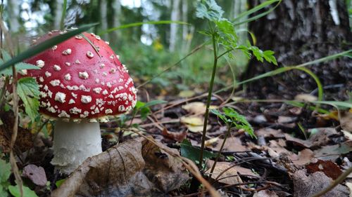 Close-up of fly agaric mushroom on field