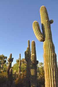 Low angle view of cactus growing against clear blue sky