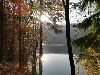 Sunlight streaming through trees in lake