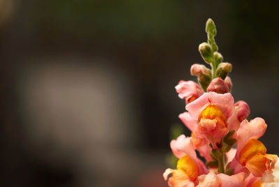 Close-up of pink flowering plant