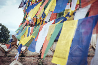 Monkey sitting by colorful prayer flags at temple