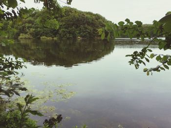 Reflection of trees in lake