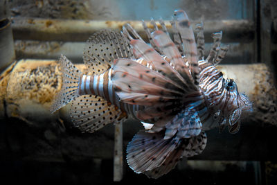 Close-up of fish swimming in tank