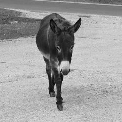 Portrait of horse standing on field