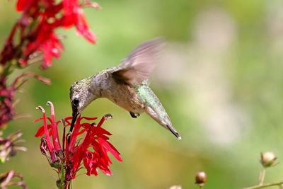 Close-up of hummingbird feeding on red flower