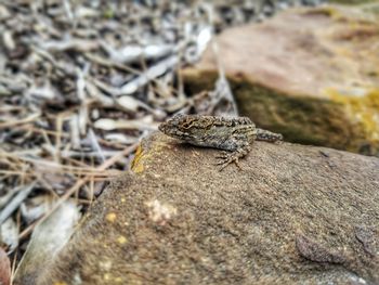 Close-up of lizard on rock