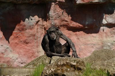 Monkey sitting on rock