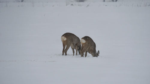 View of a horse on snow covered field