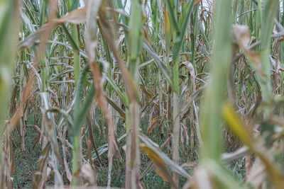 Full frame shot of bamboo plants