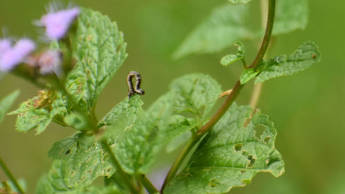 Close-up of insect on leaf