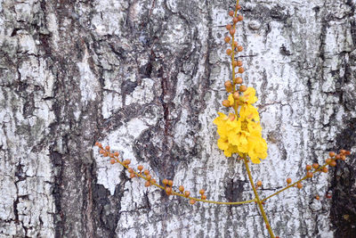 Close-up of lichen on tree trunk