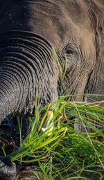 Close-up of elephant