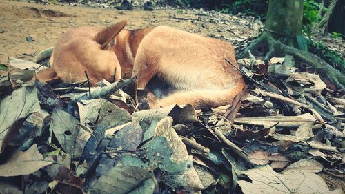 Close-up of grass in field