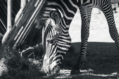 View of zebras on field