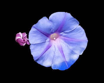 Close-up of flower against black background