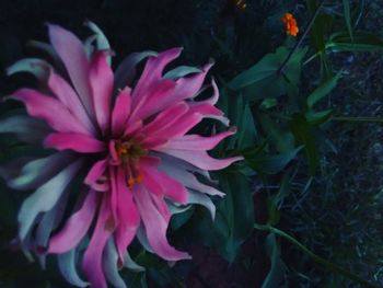 Close-up of flower blooming outdoors