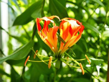 Close-up of orange rose flower