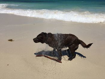 Dog running on beach