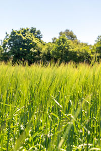 Scenic view of agricultural field against clear sky