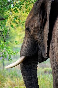 Close-up of elephant