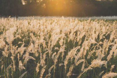 Close-up of wheat field against sky during sunset