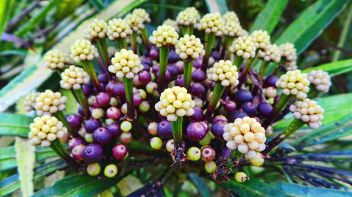 Close-up of plants