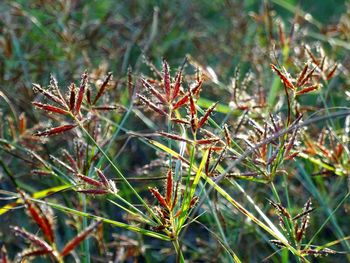 Close-up of wildflowers