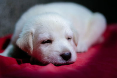 Close-up portrait of white puppy