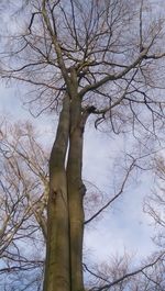 Low angle view of bare trees against sky