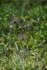 Close-up of dandelion on field